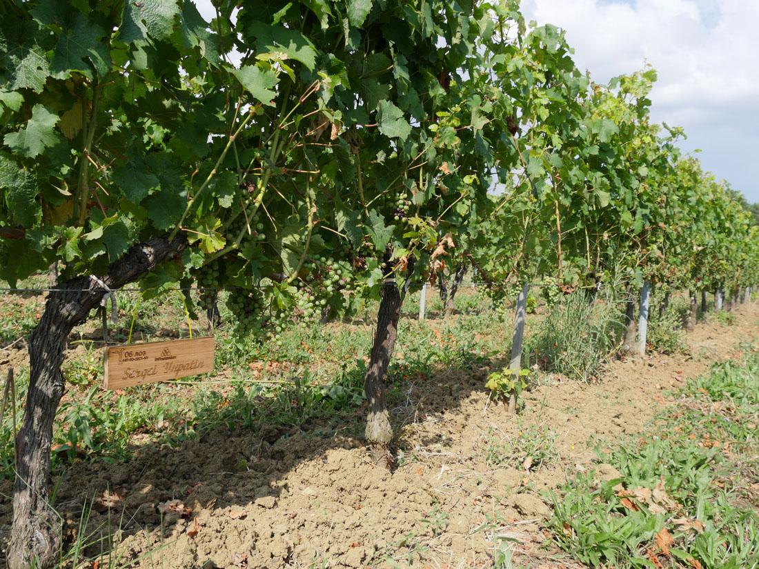 Виноградник на урожай